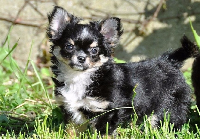 molly